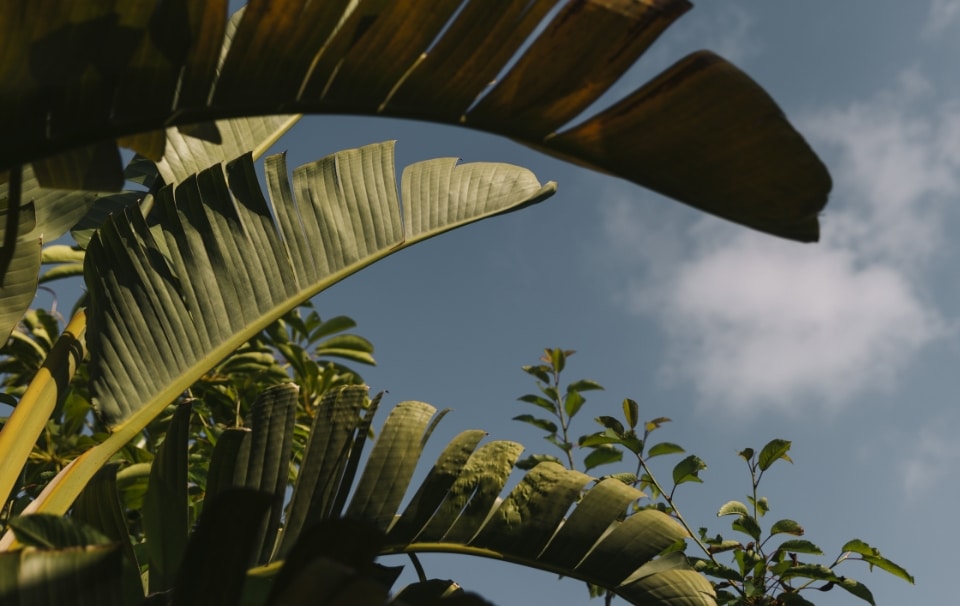 palm fronds and the sky